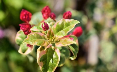 Bougainvillia, bloom red, leaves white green — Enjoy HD Sports Streams for Free with Crackstreams