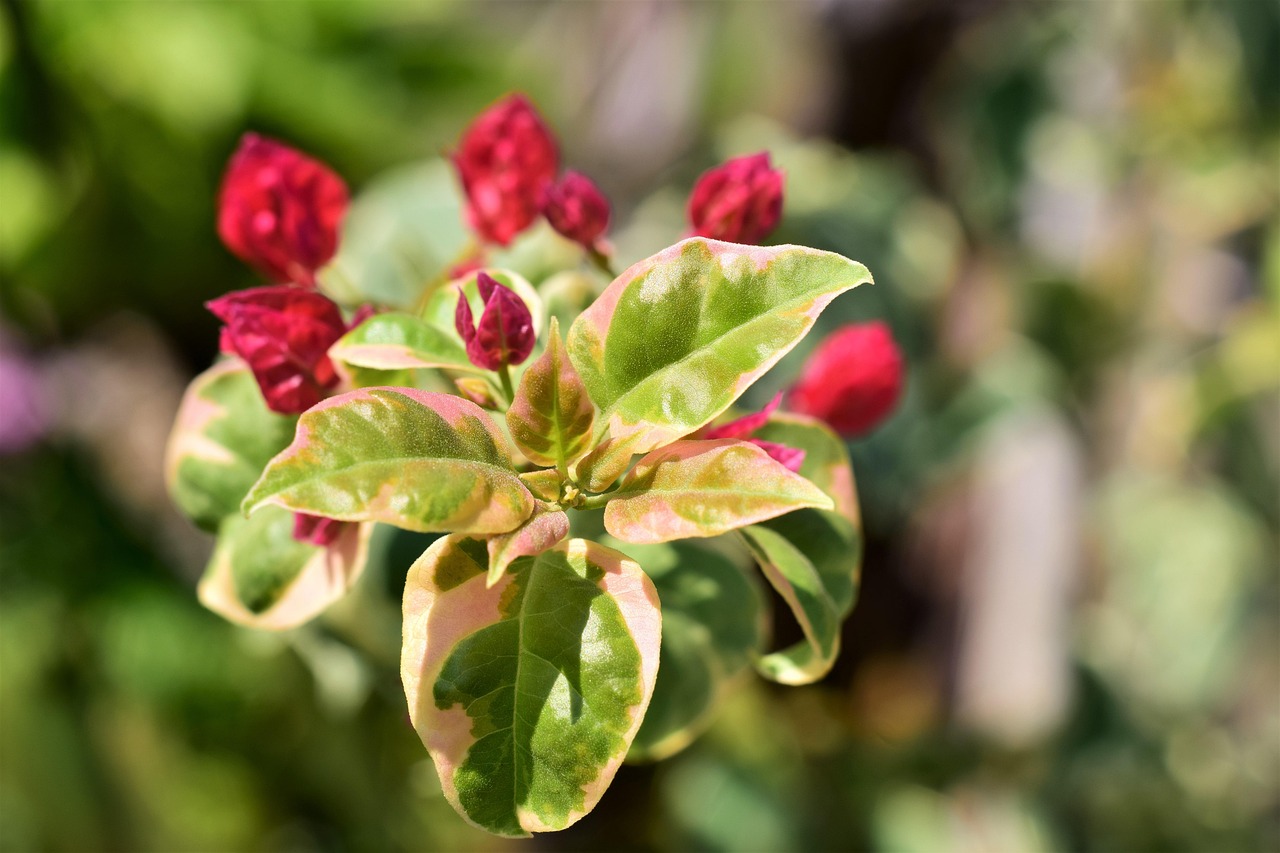 Bougainvillia, bloom red, leaves white green — Enjoy HD Sports Streams for Free with Crackstreams
