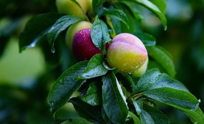 Pear, fruit, pears — How Much Does Testosterone Therapy Really Cost? Exploring Financial Considerations