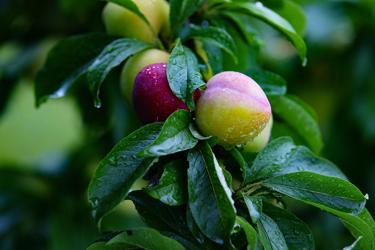 Pear, fruit, pears — How Much Does Testosterone Therapy Really Cost? Exploring Financial Considerations