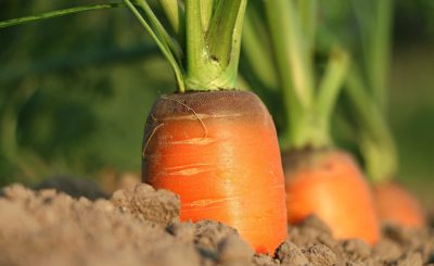 Carrot, growth, vegetables — Personalized Massage Outcall in London: A Custom Experience