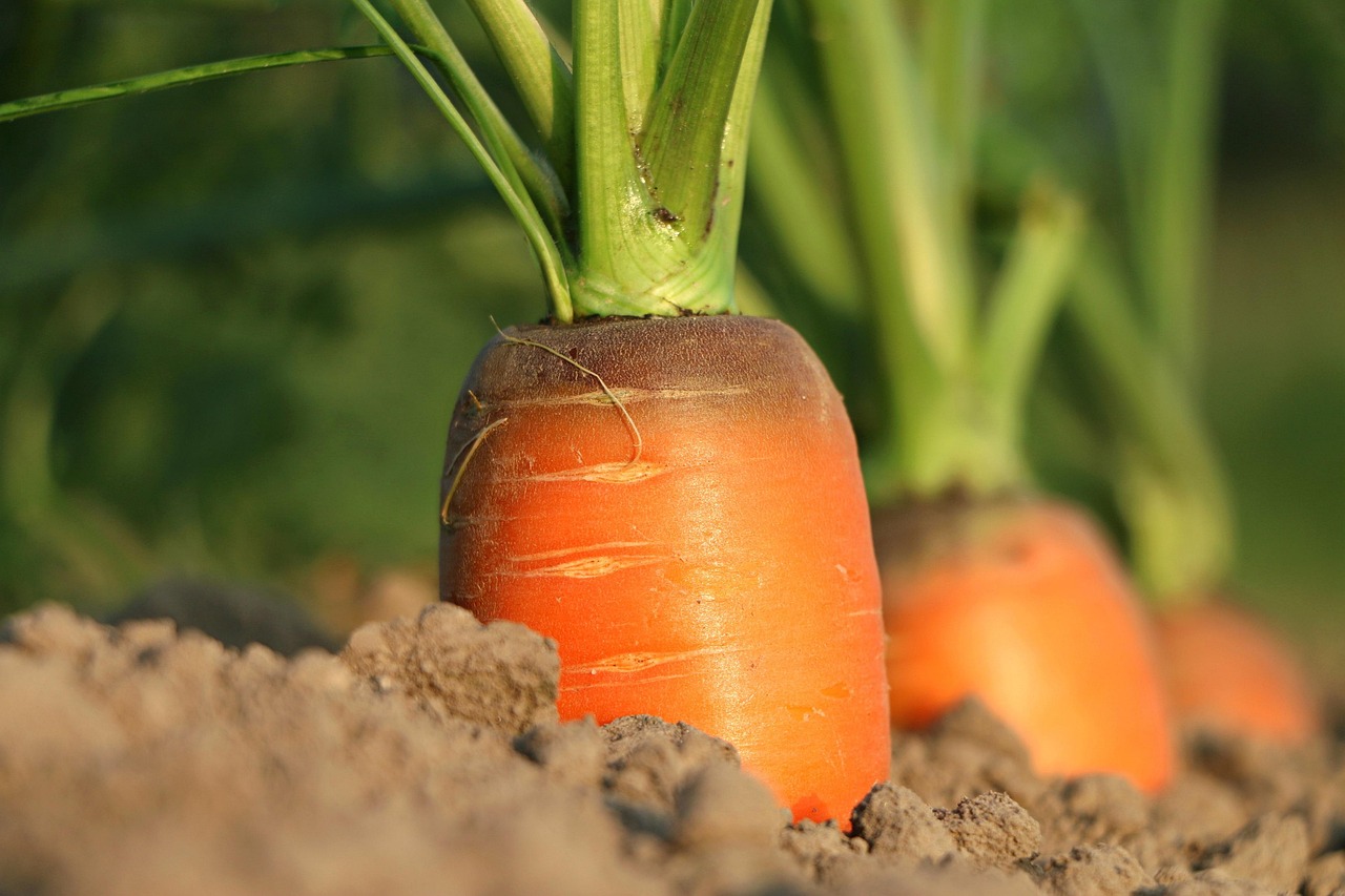 Carrot, growth, vegetables — Personalized Massage Outcall in London: A Custom Experience