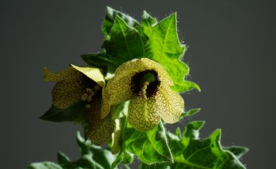 Hyoscyamus niger, henbane, mental health — The Professional Achievements of Dr. Steven Muscoreil in Surgery and Leadership