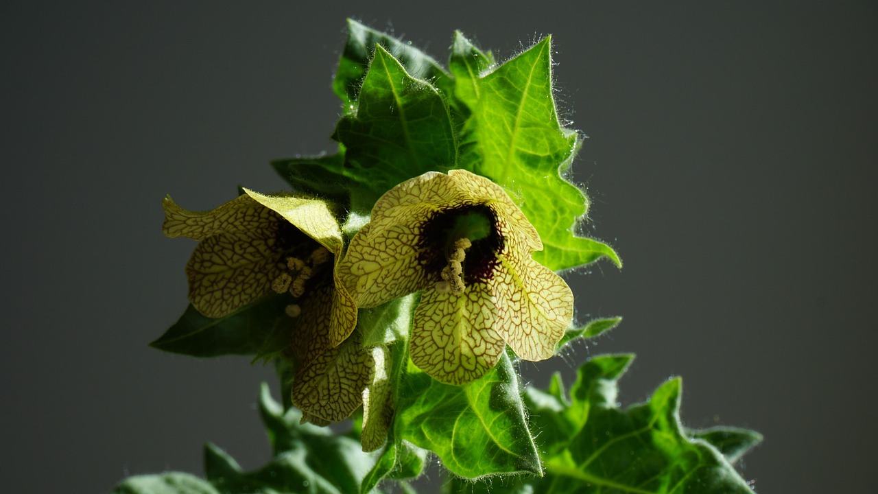 Hyoscyamus niger, henbane, mental health — The Professional Achievements of Dr. Steven Muscoreil in Surgery and Leadership
