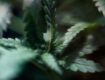 Close-up of cannabis leaves in natural lighting