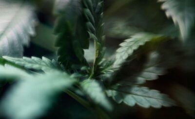 Close-up of cannabis leaves in natural lighting