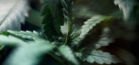Close-up of cannabis leaves in natural lighting