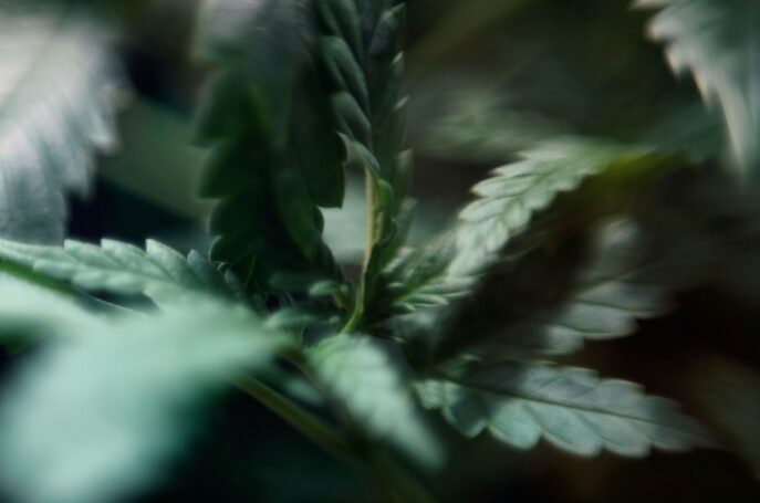 Close-up of cannabis leaves in natural lighting