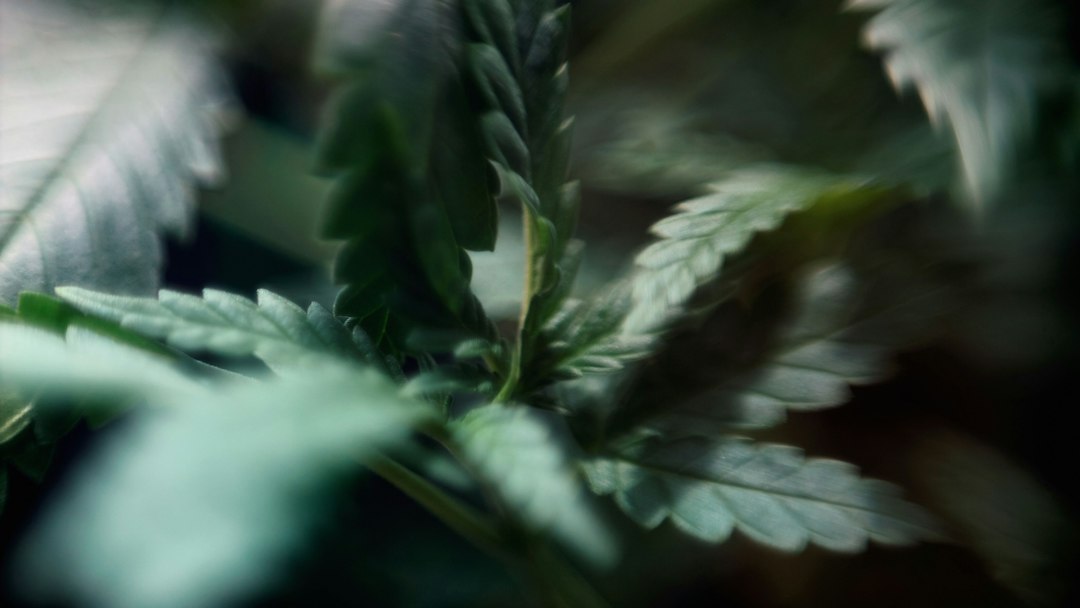 Close-up of cannabis leaves in natural lighting